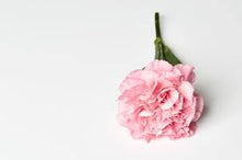 Load image into Gallery viewer, Carnation Fragrance Oil