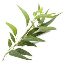 Load image into Gallery viewer, Eucalyptus Essential Oil