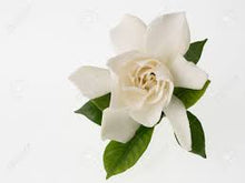 Load image into Gallery viewer, Gardenia Fragrance Oil