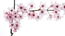 Load image into Gallery viewer, Japanese Cherry Blossom Fragrance Oil