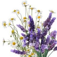 Load image into Gallery viewer, Lavender Chamomile Fragrance Oil
