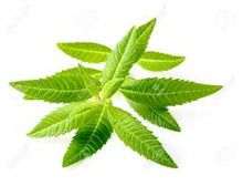 Load image into Gallery viewer, Lemon Verbena Fragrance Oil