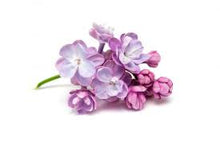 Load image into Gallery viewer, Lilac Mist Fragrance Oil
