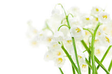 Load image into Gallery viewer, Lily of the Valley Fragrance Oil