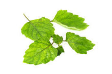 Load image into Gallery viewer, Patchouli Essential Oil