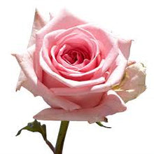 Load image into Gallery viewer, Rose Fragrance Oil