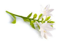 Load image into Gallery viewer, Tuberose Fragrance Oils