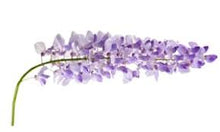Load image into Gallery viewer, Wisteria Fragrance Oil