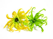 Load image into Gallery viewer, Ylang Ylang Essential Oil